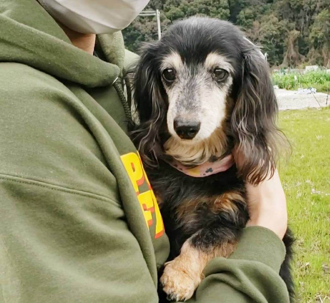 ダックスと家族