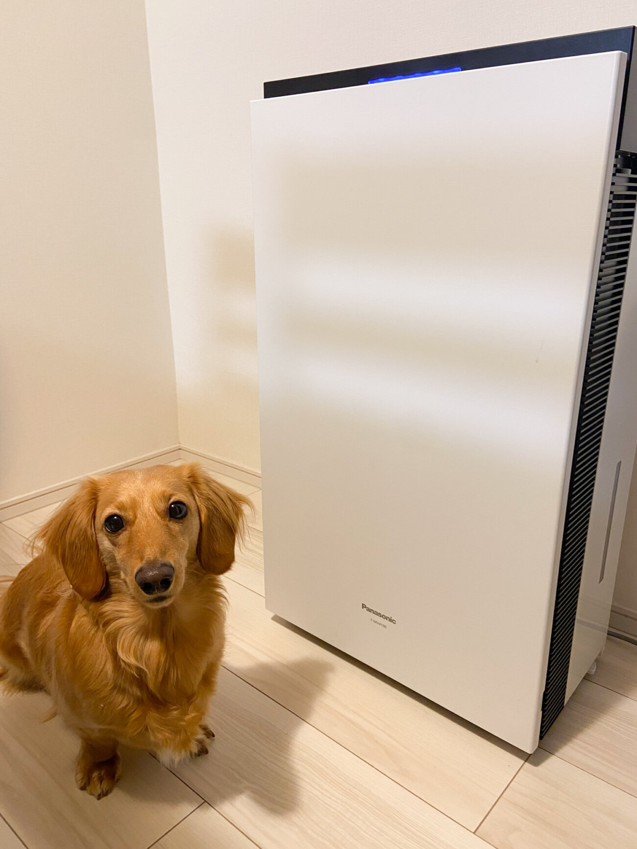 ダックスフンド,パナソニック,ジアイーノ