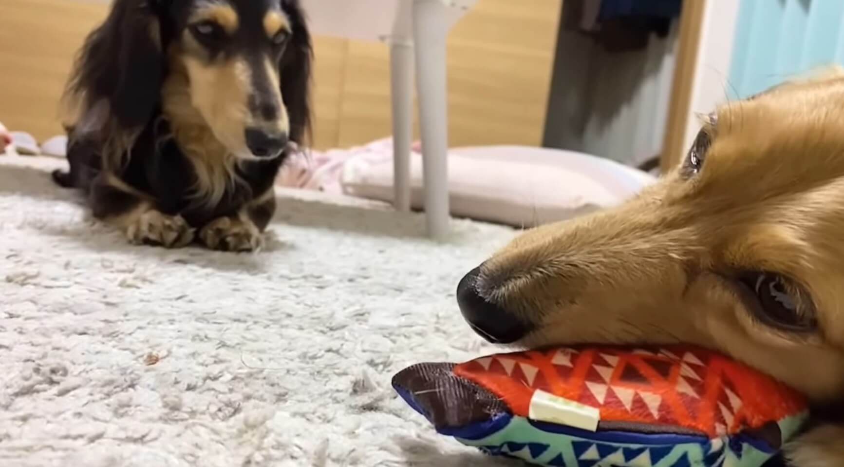 ダックスフンド,動画