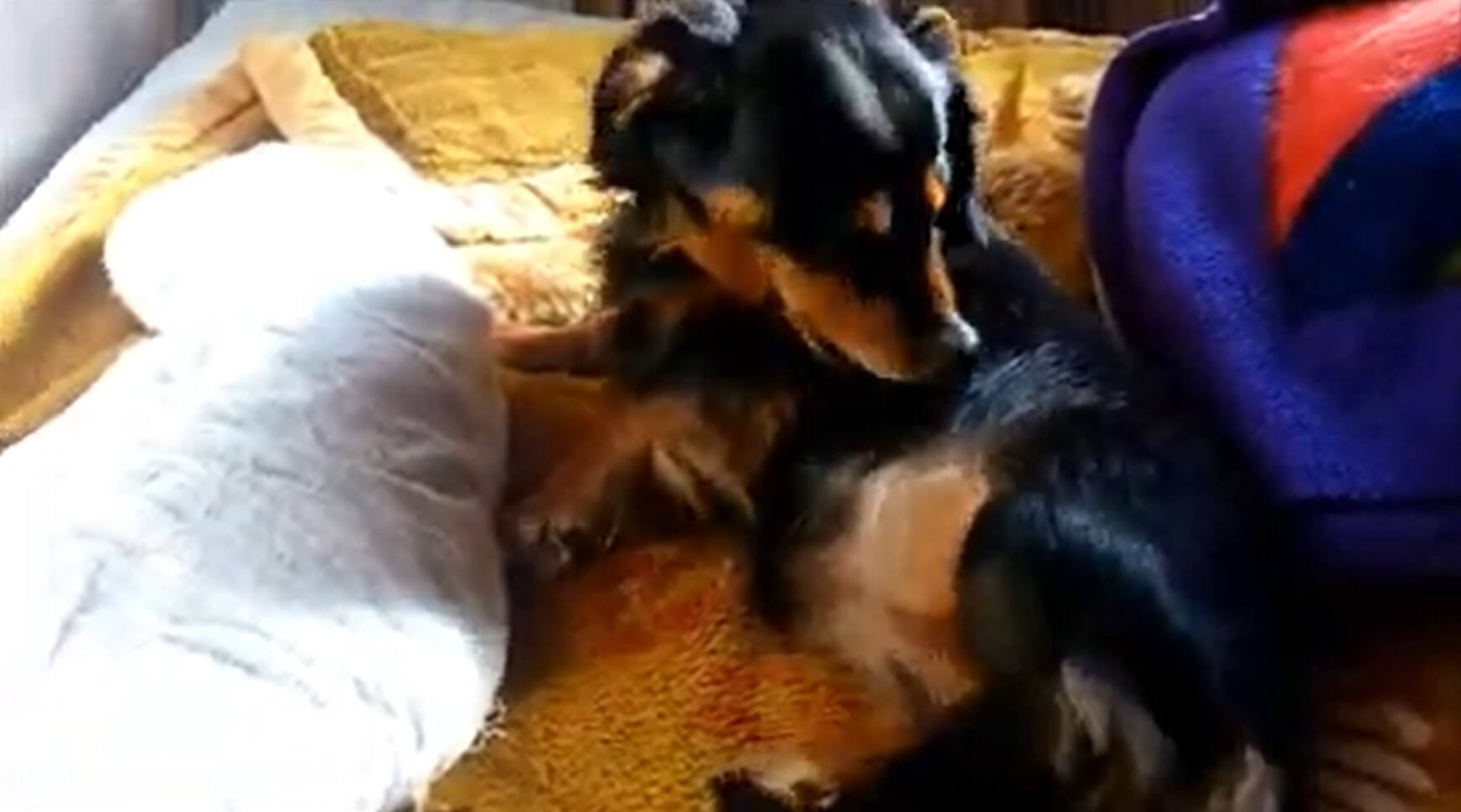 ダックスフンド,動画