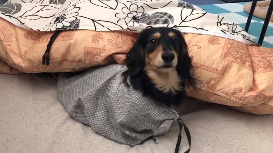 ダックスフンド,動画