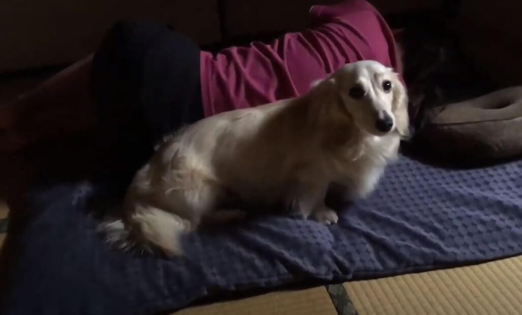 ダックスフンド,動画