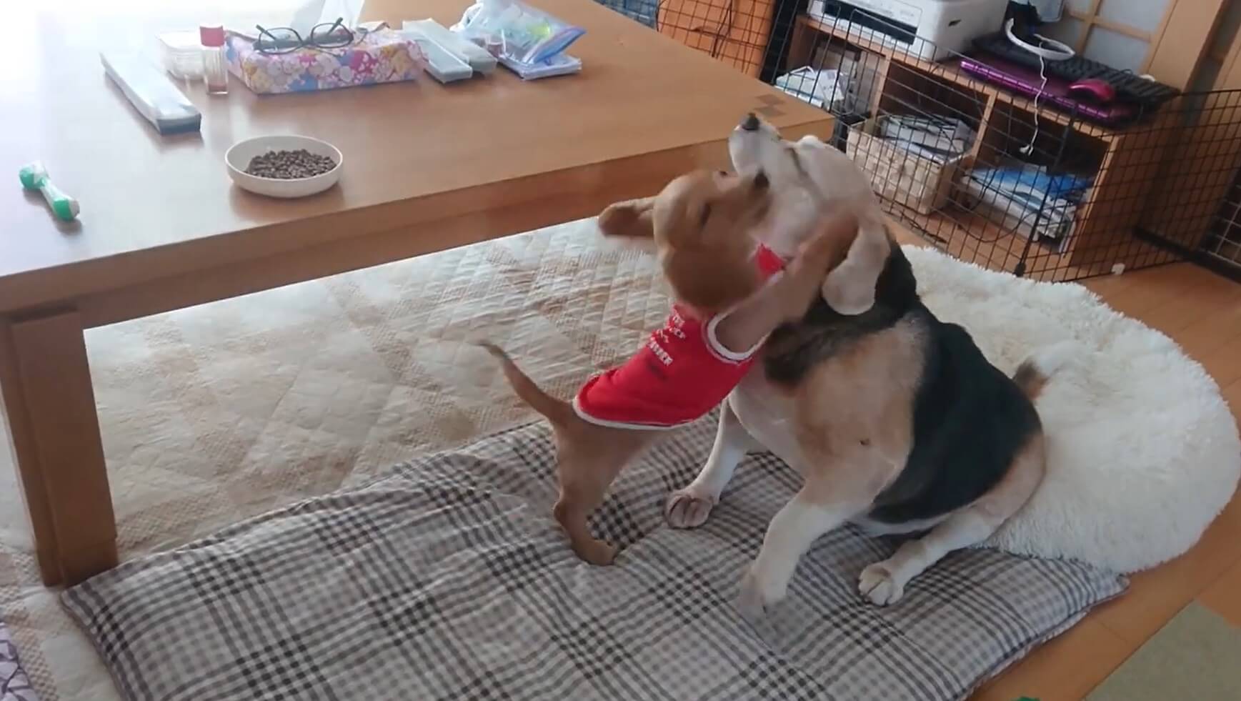 ダックスフンド,動画