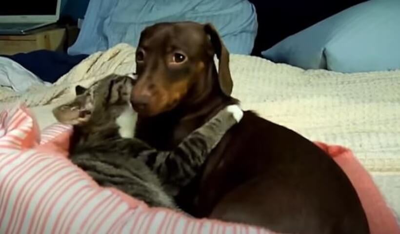 ダックスフンド,動画