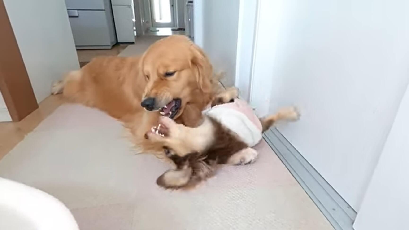 ダックスフンド,動画