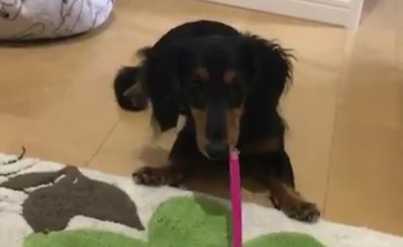 ダックスフンド,動画