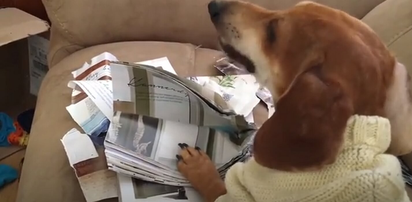 ダックスフンド,動画