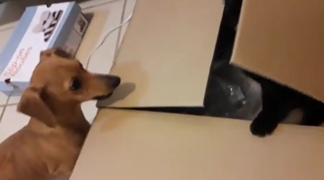 ダックスフンド,動画