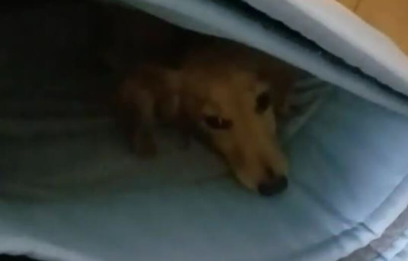 ダックスフンド,動画