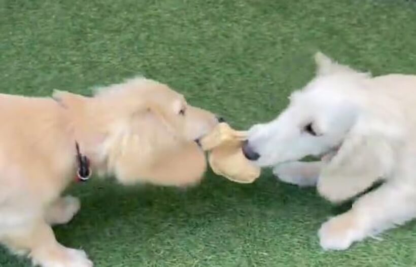 ダックスフンド,動画