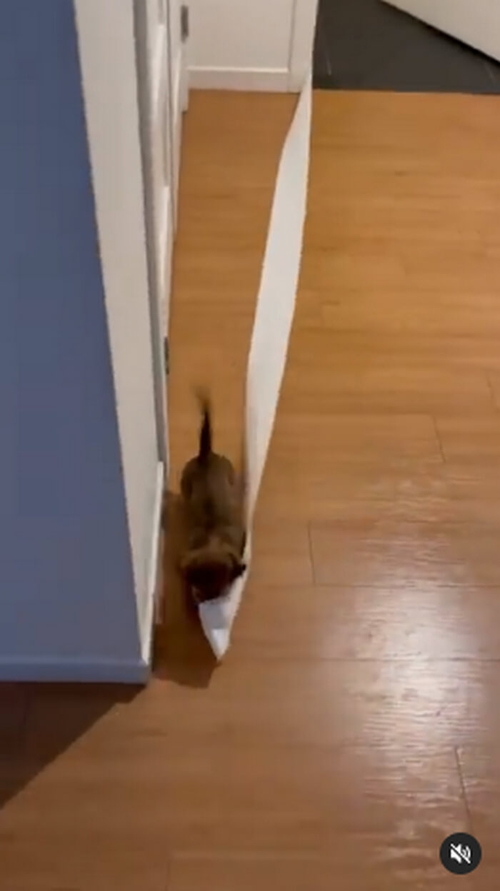 ダックスフンド,動画