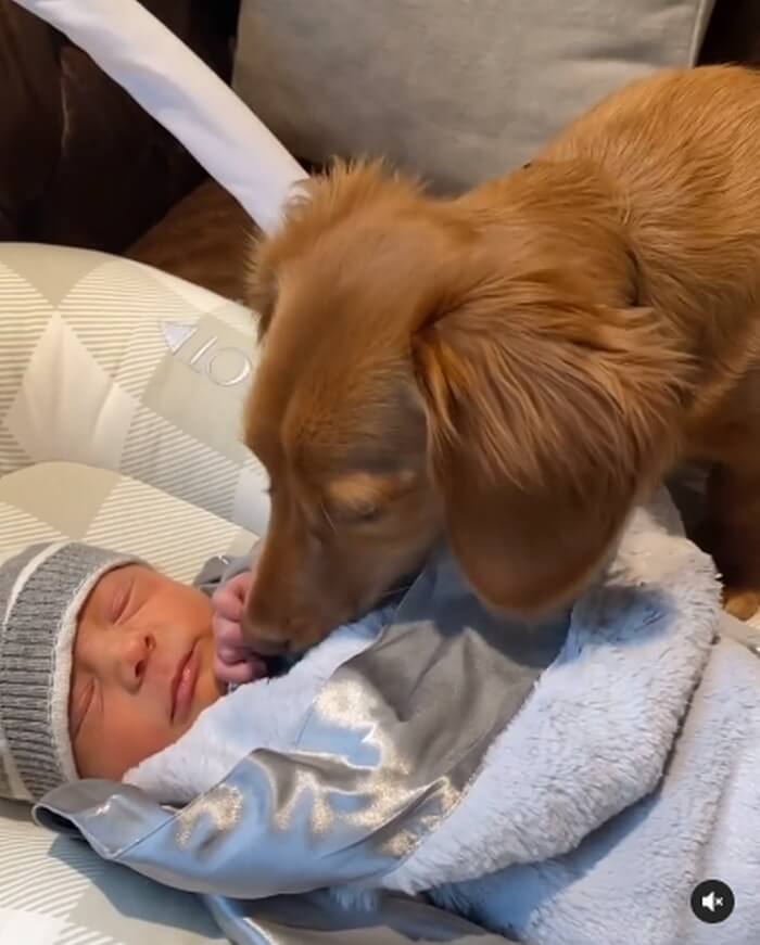 ダックスフンド,動画