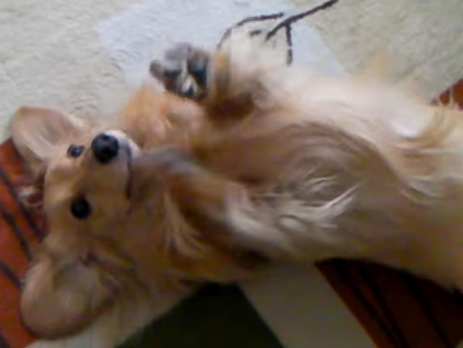 ダックスフンド,動画