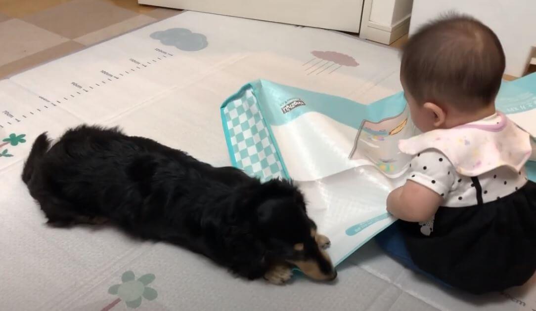 ダックスフンド,動画