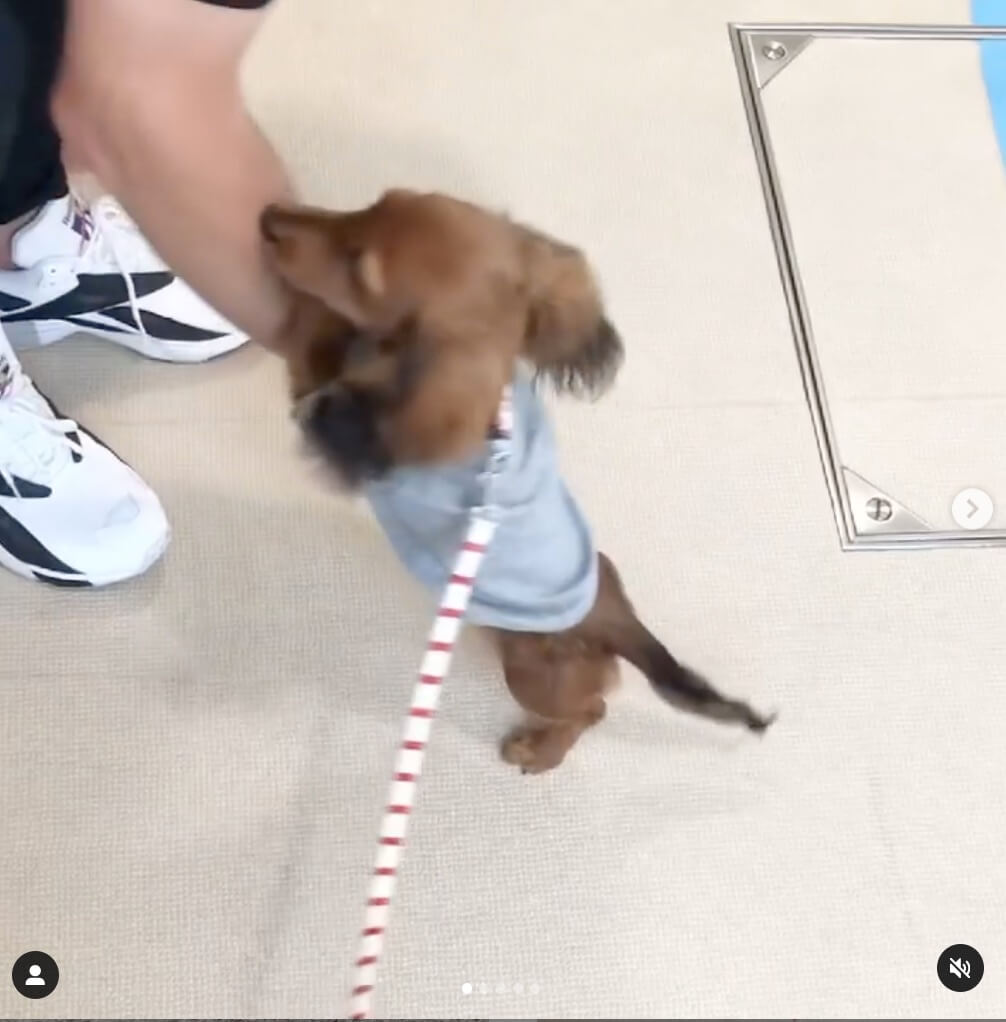 ダックスフンド,動画