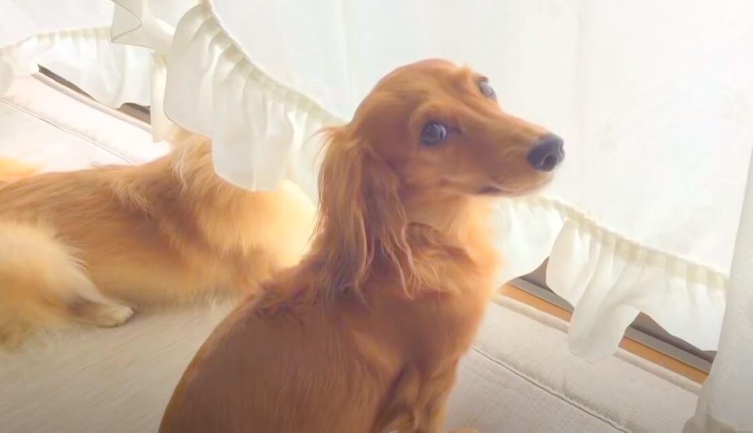 ダックスフンド,動画