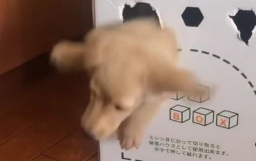 ダックスフンド,動画