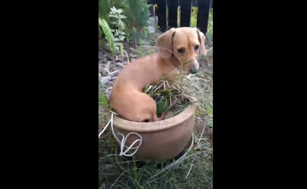 ダックスフンド,動画