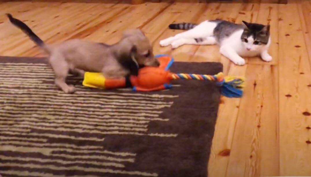 ダックスフンド,動画