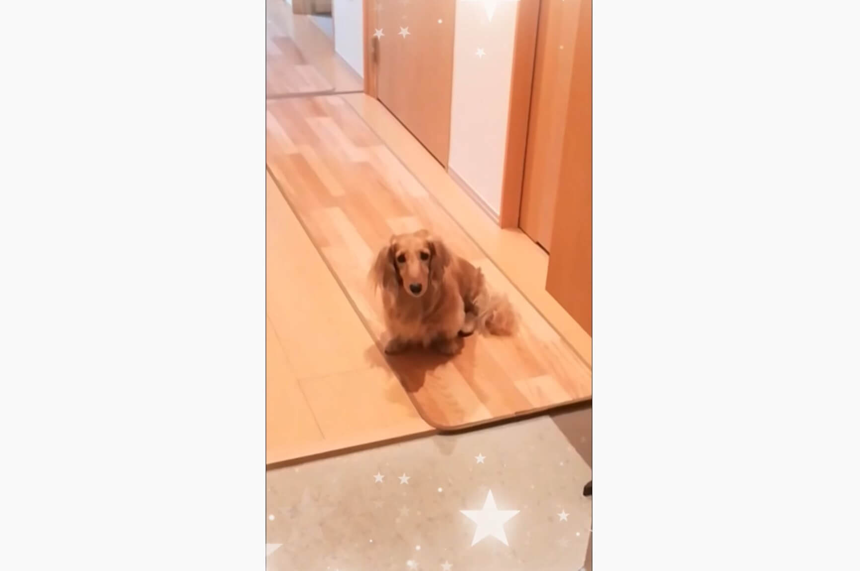 ダックスフンド,動画