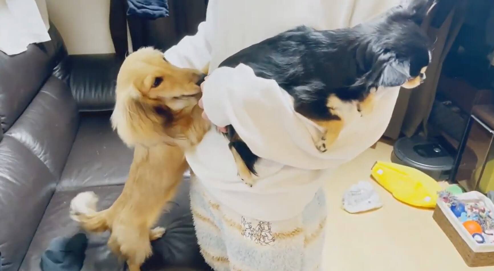 ダックスフンド,動画