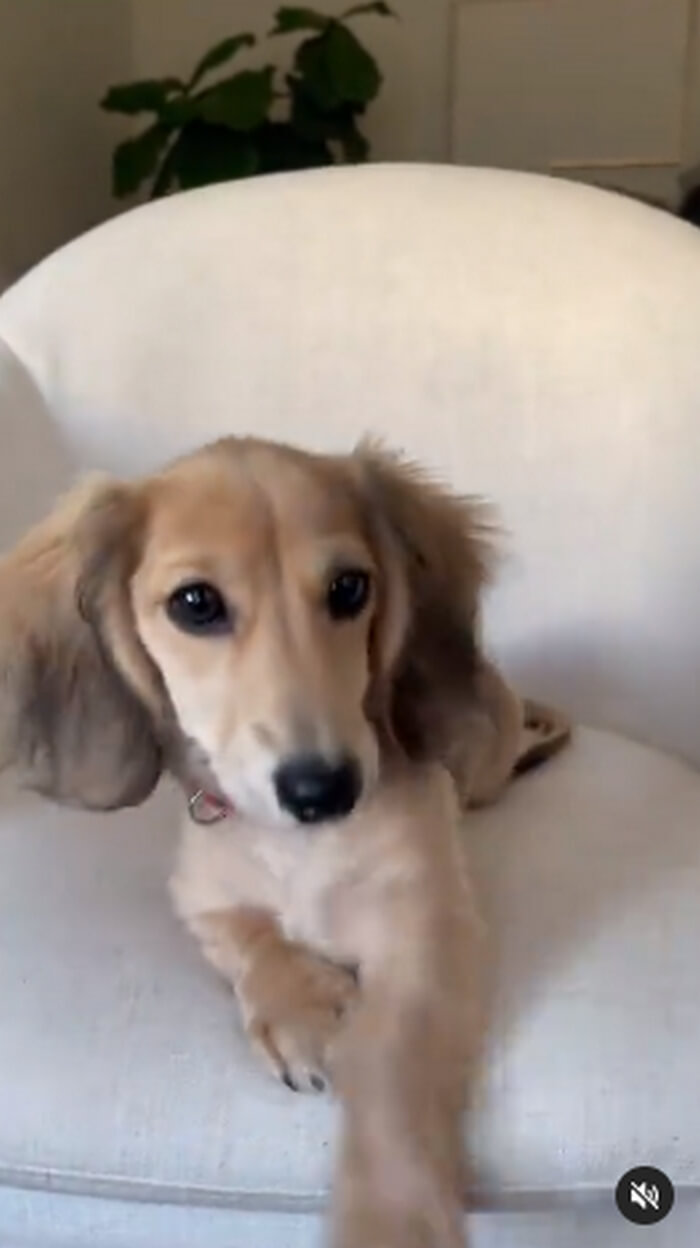 ダックスフンド,動画