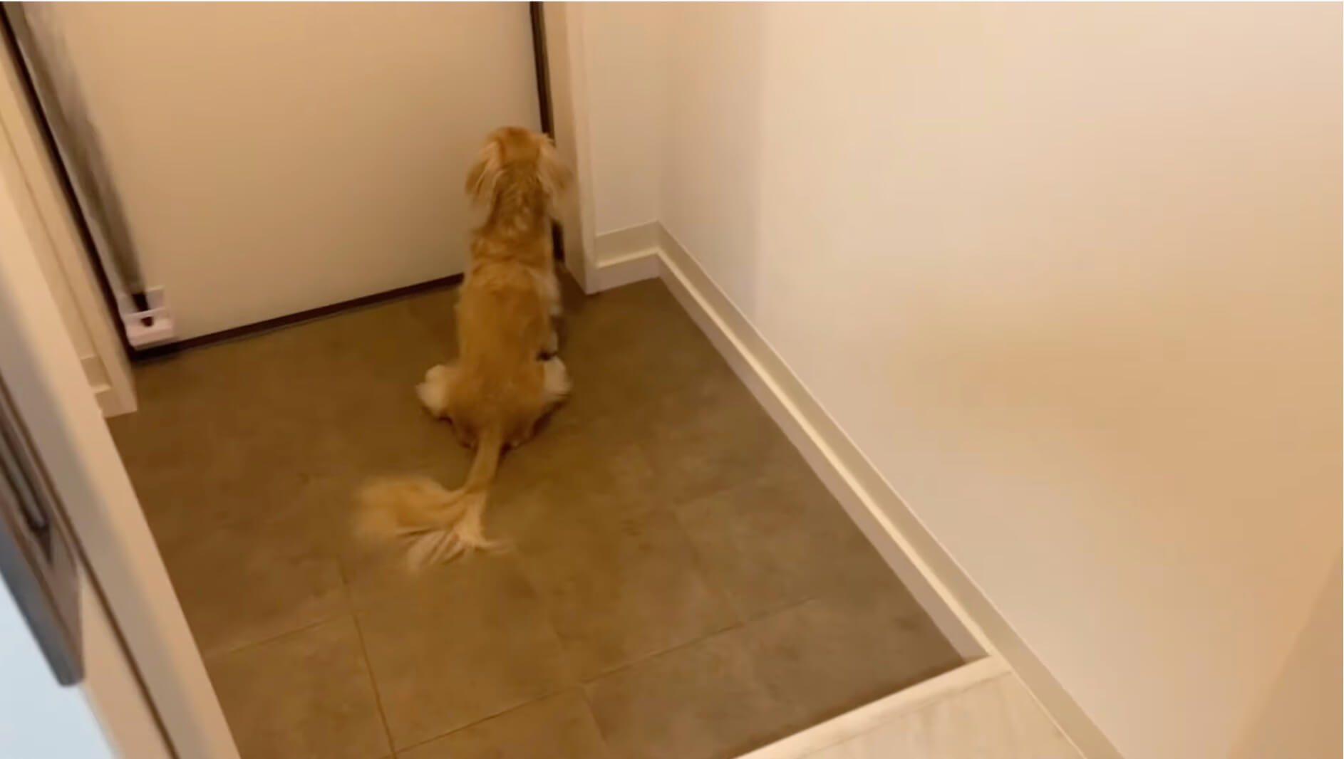 ダックスフンド,動画