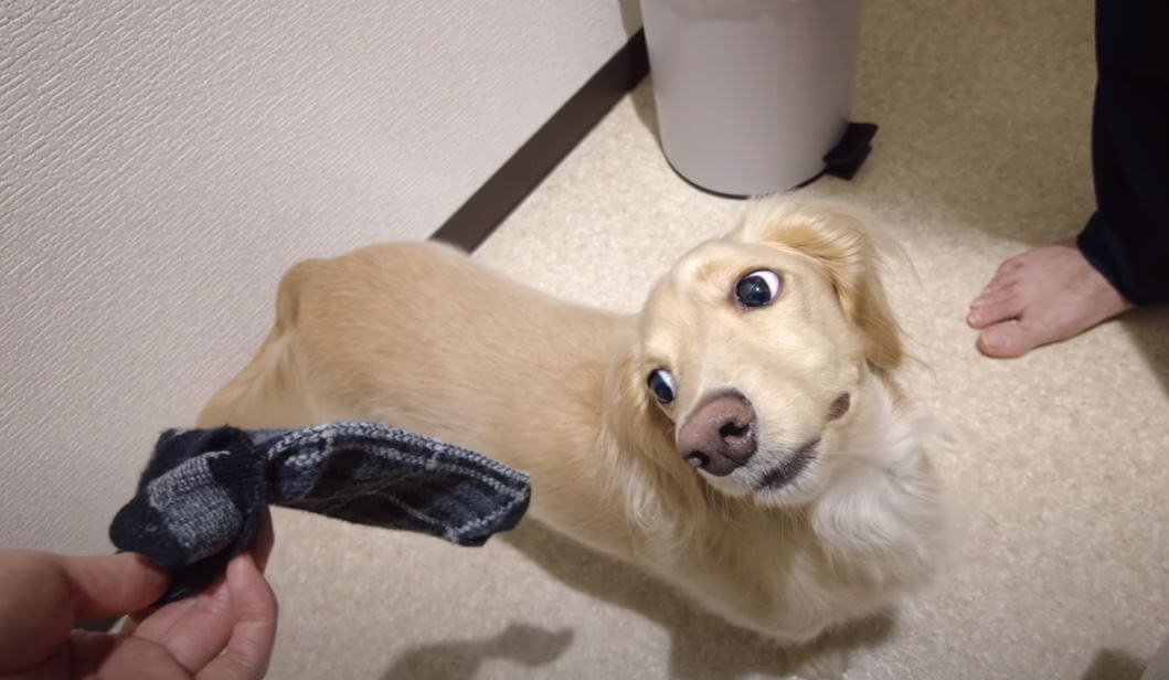 ダックスフンド,動画