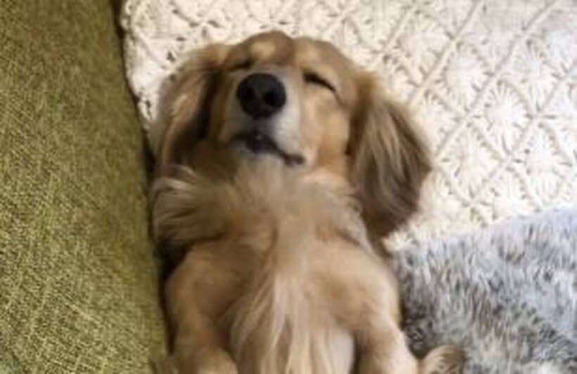 ダックスフンド,動画