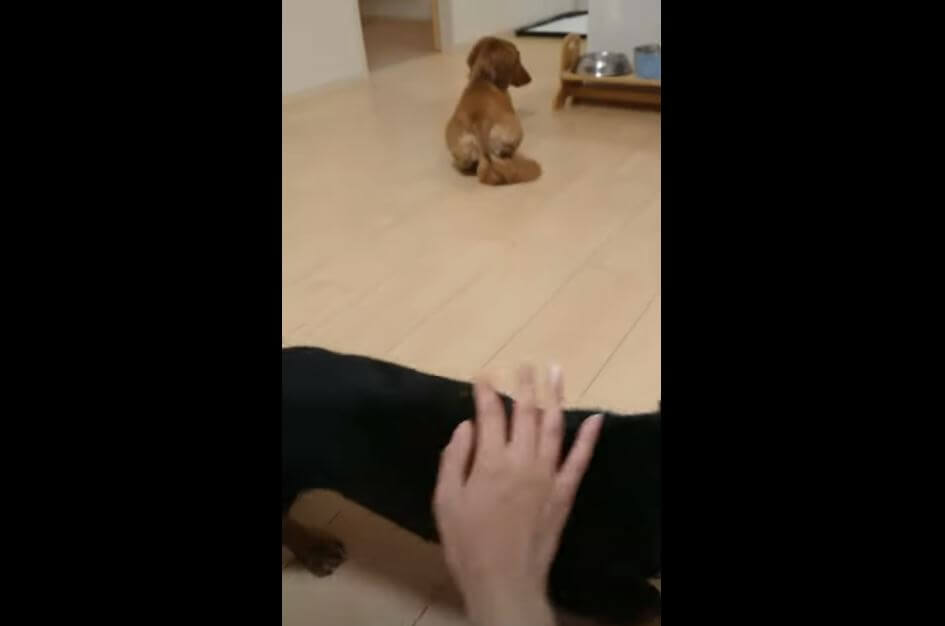 ダックスフンド,動画