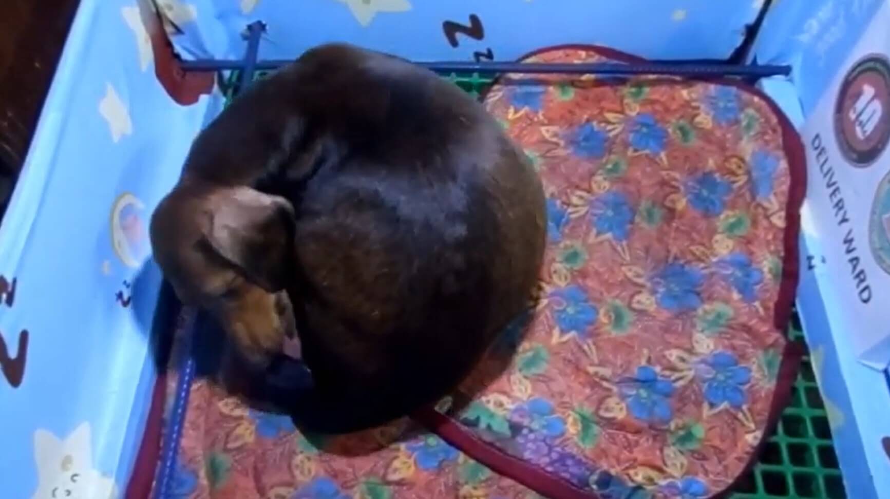 ダックスフンド,動画