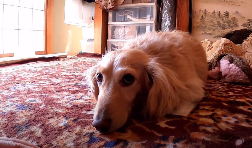 ダックスフンド,動画