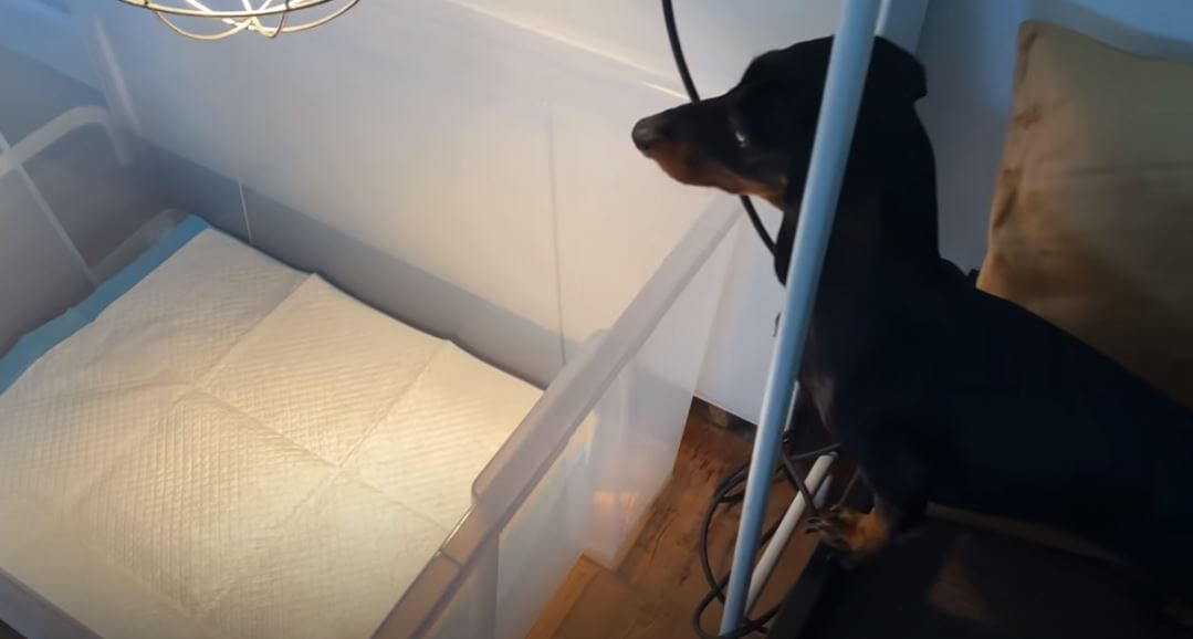 ダックスフンド,動画