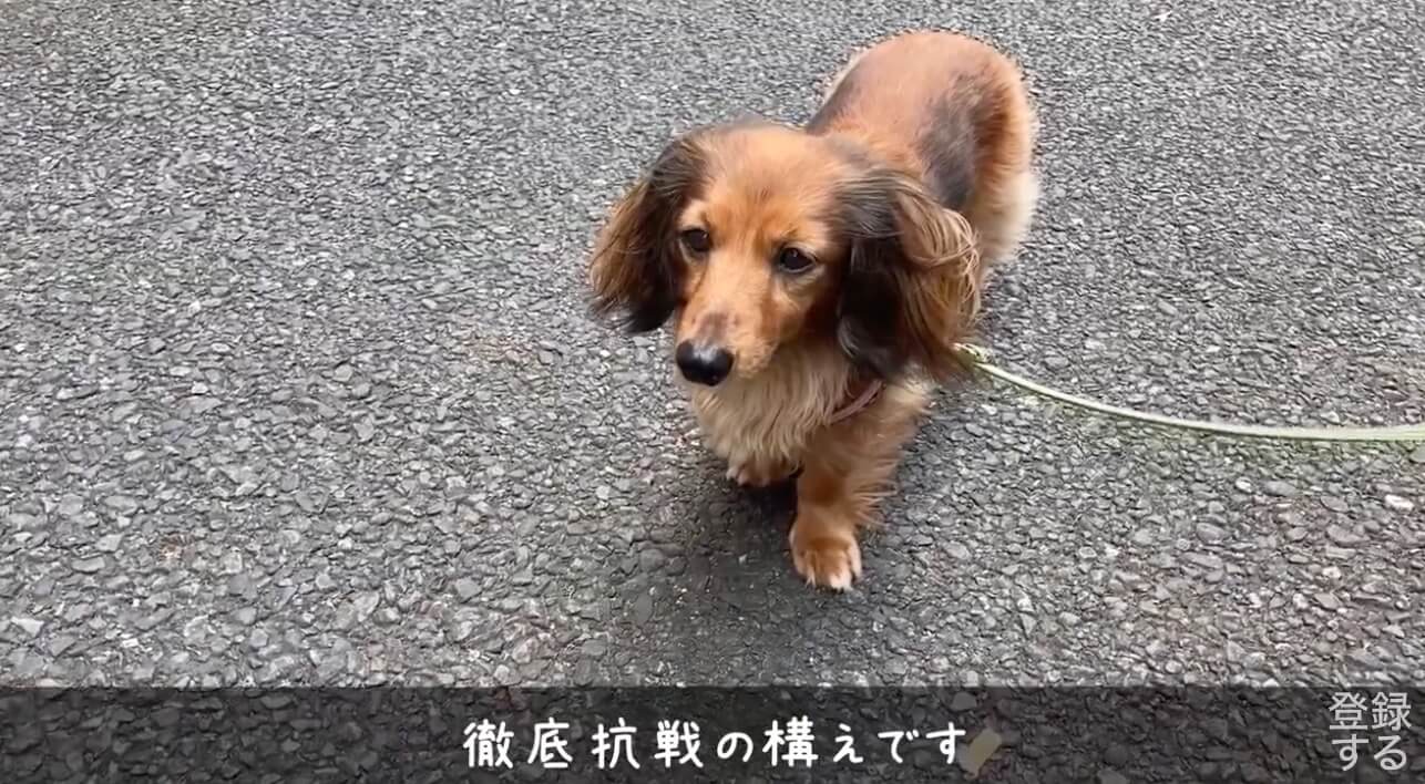 ダックスフンド,動画