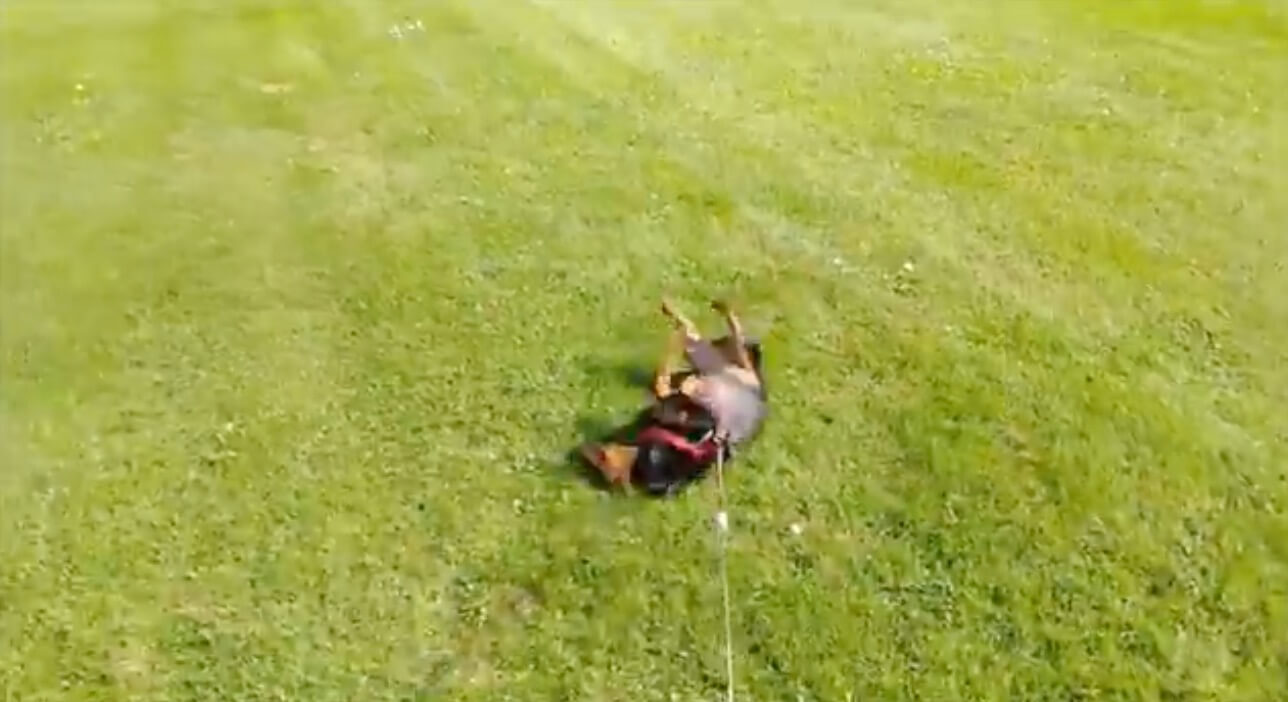 ダックスフンド,動画