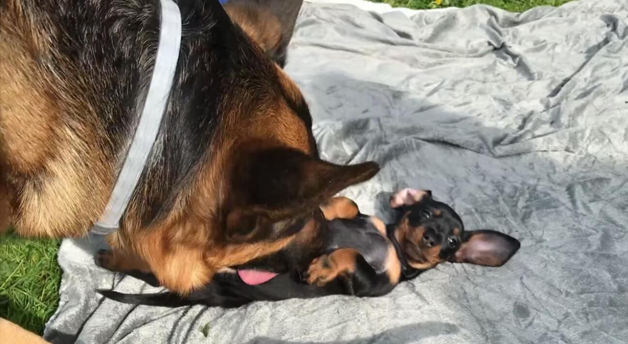 ダックスフンド,動画