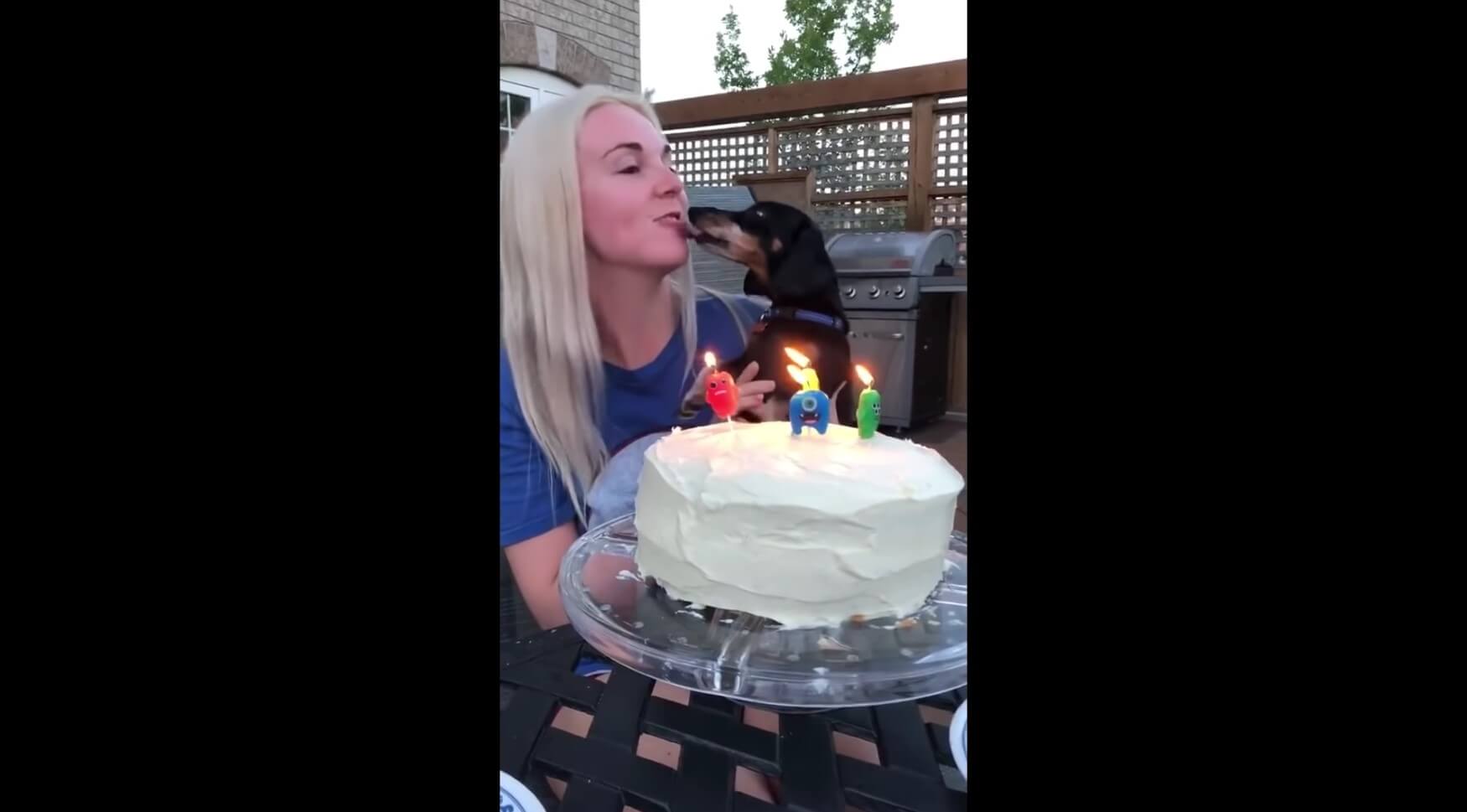 ダックスフンド,動画