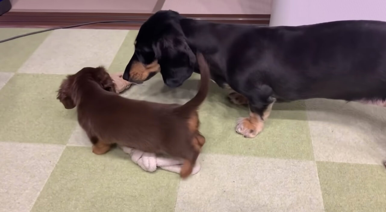 ダックスフンド,動画