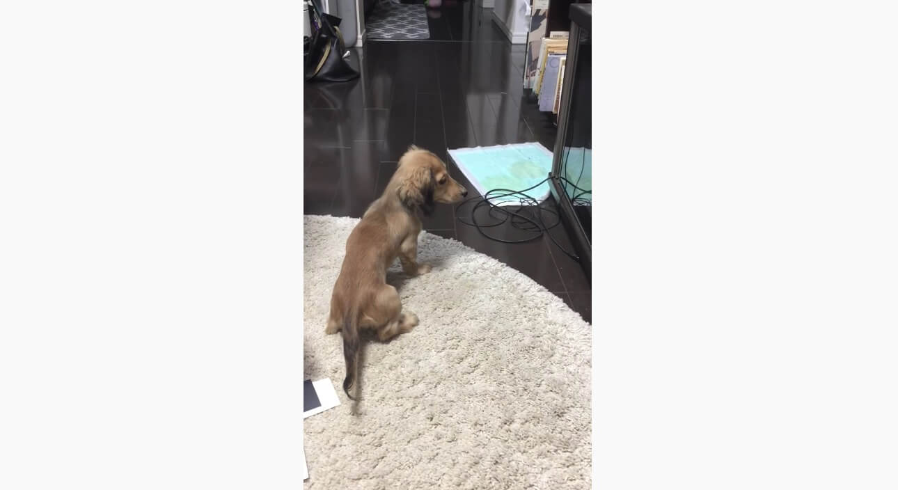 ダックスフンド,動画