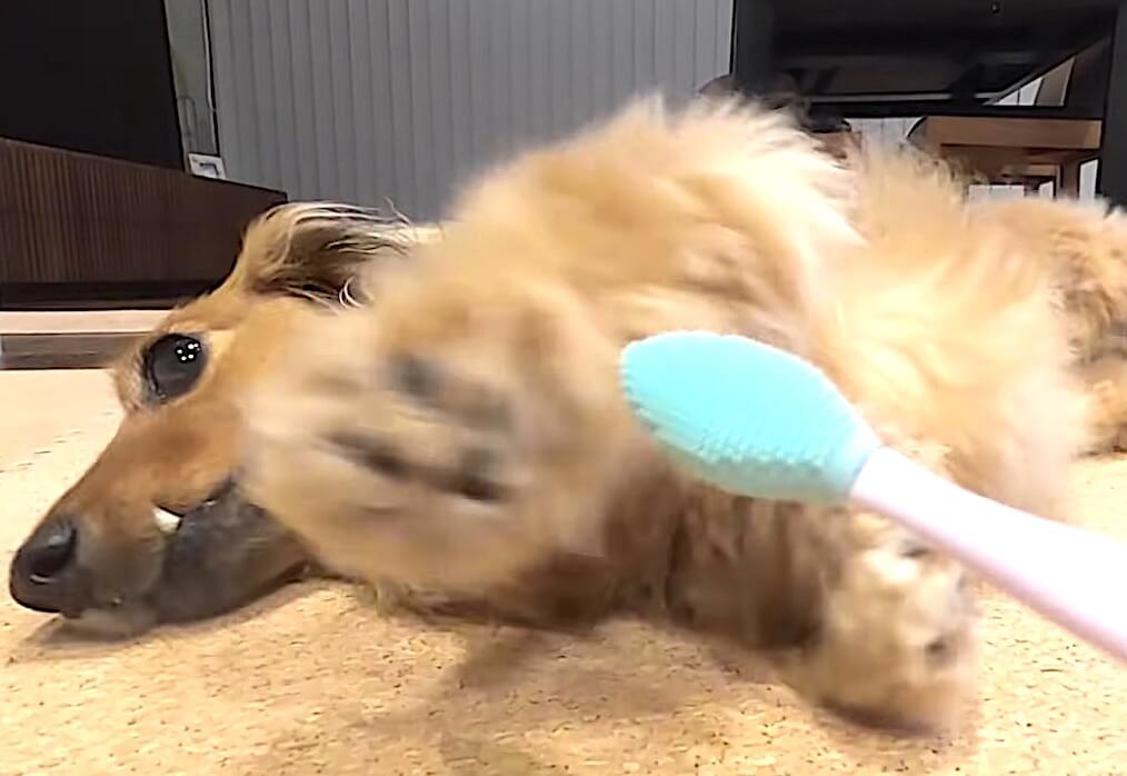 ダックスフンド,動画