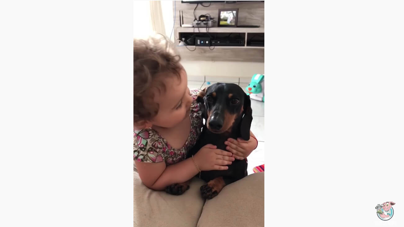 ダックスフンド,動画