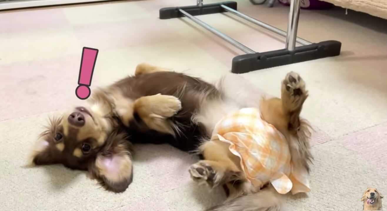 ダックスフンド,動画