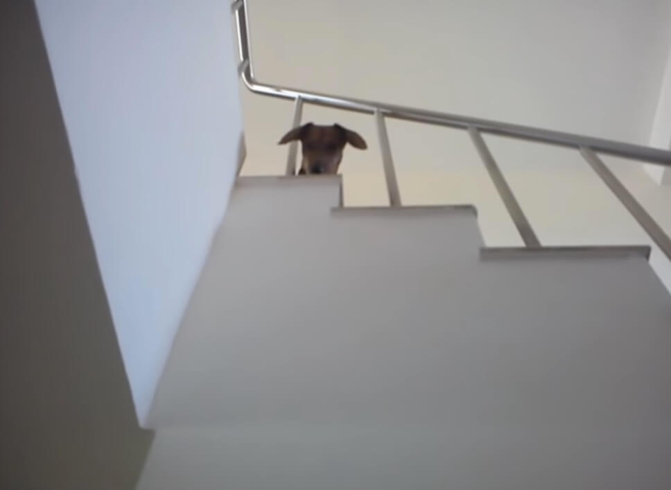 ダックスフンド,動画