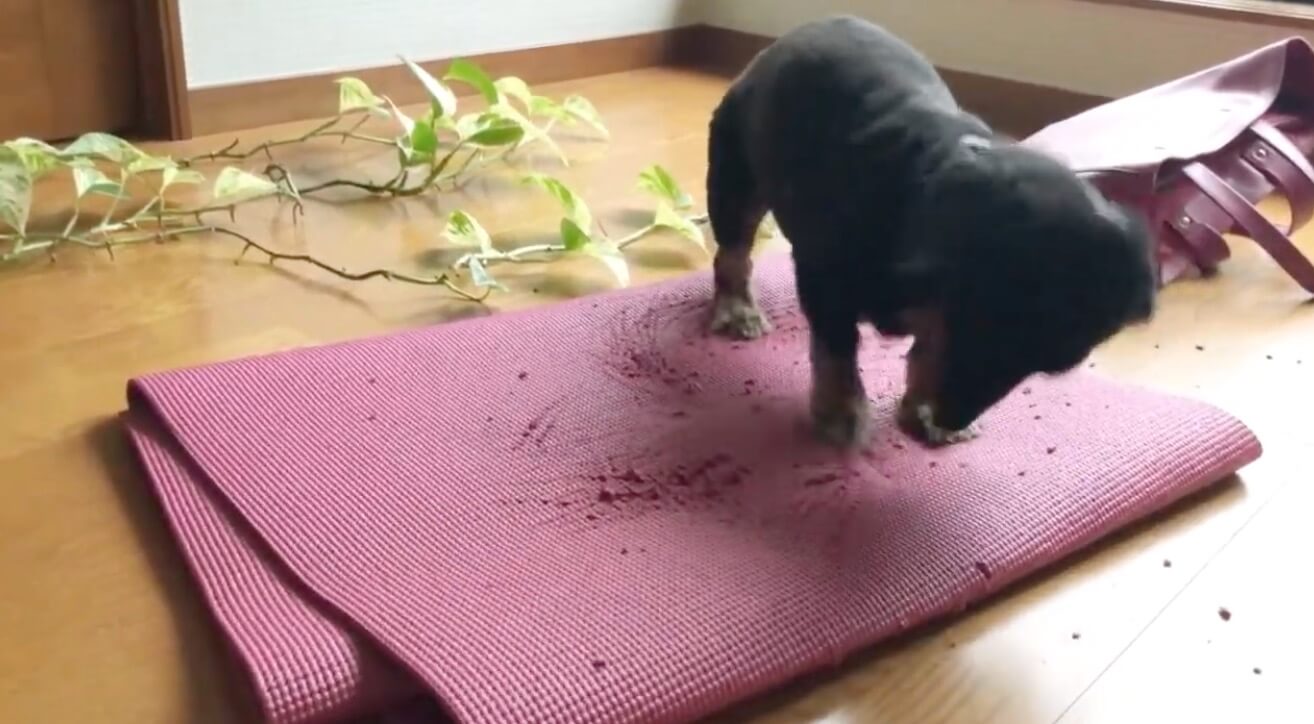 ダックスフンド,動画