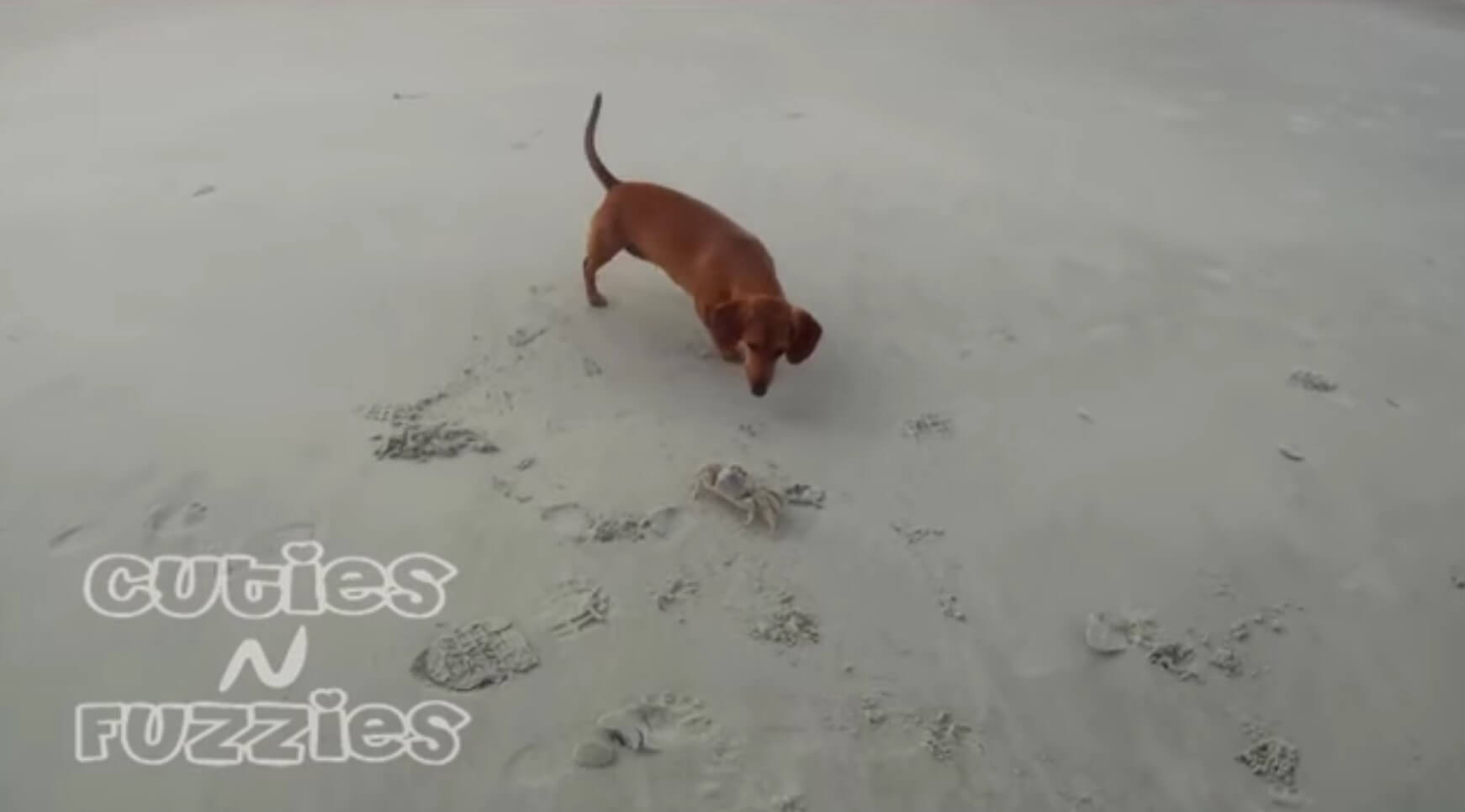 ダックスフンド,動画