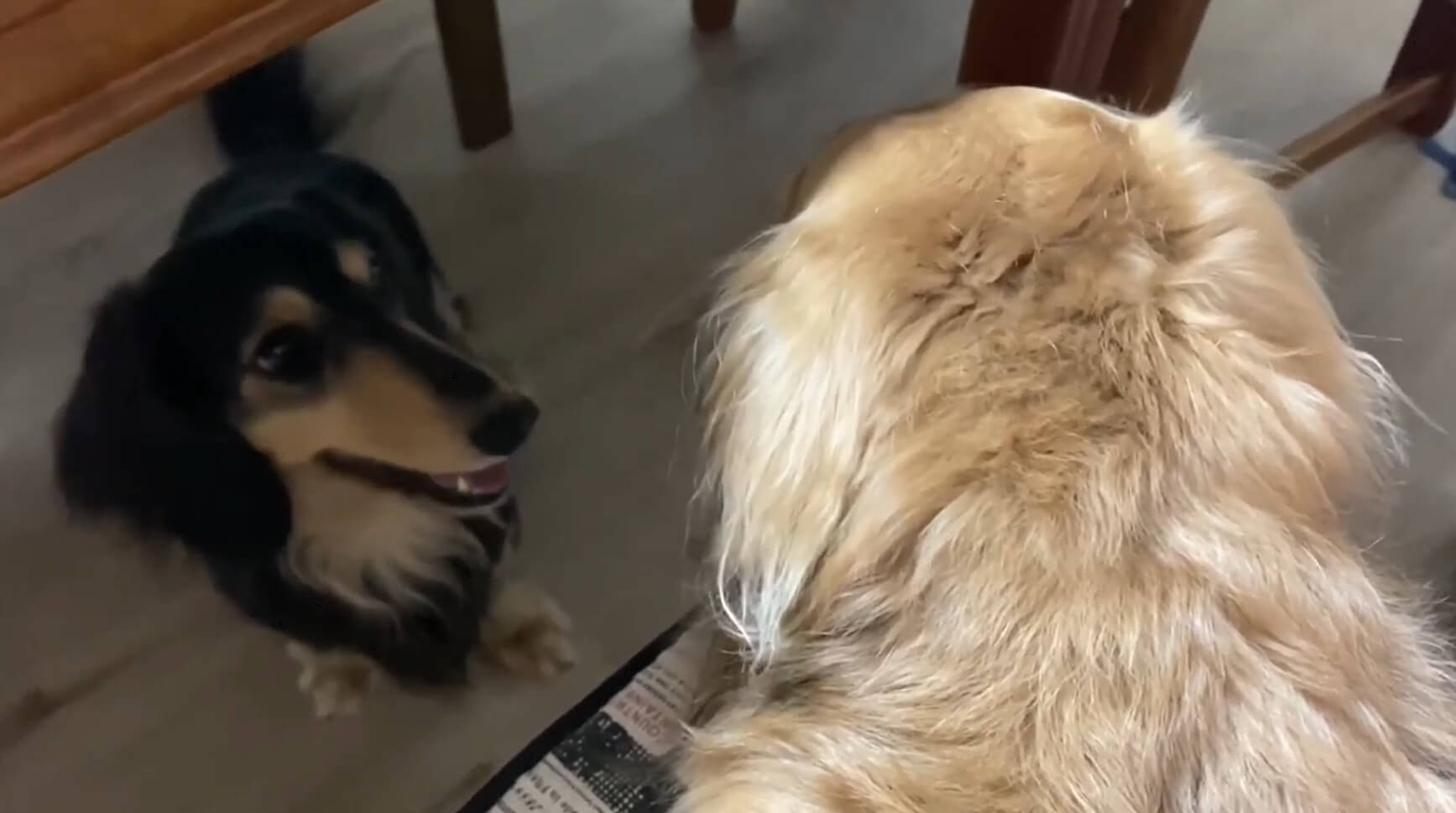 ダックスフンド,動画