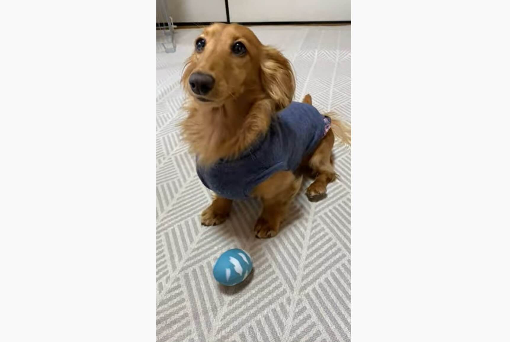 ダックスフンド,動画