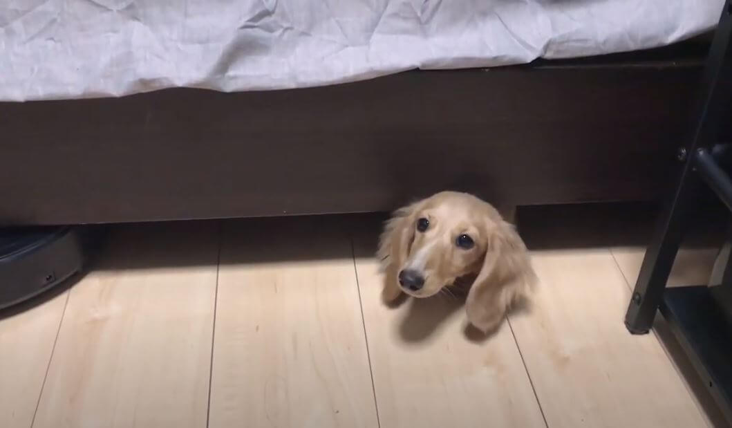 ダックスフンド,動画