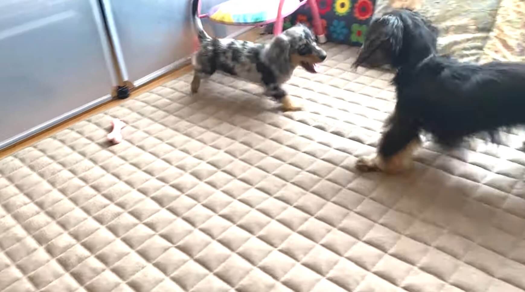 ダックスフンド,動画