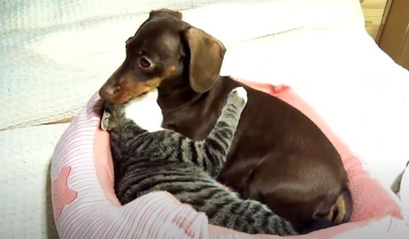 ダックスフンド,動画